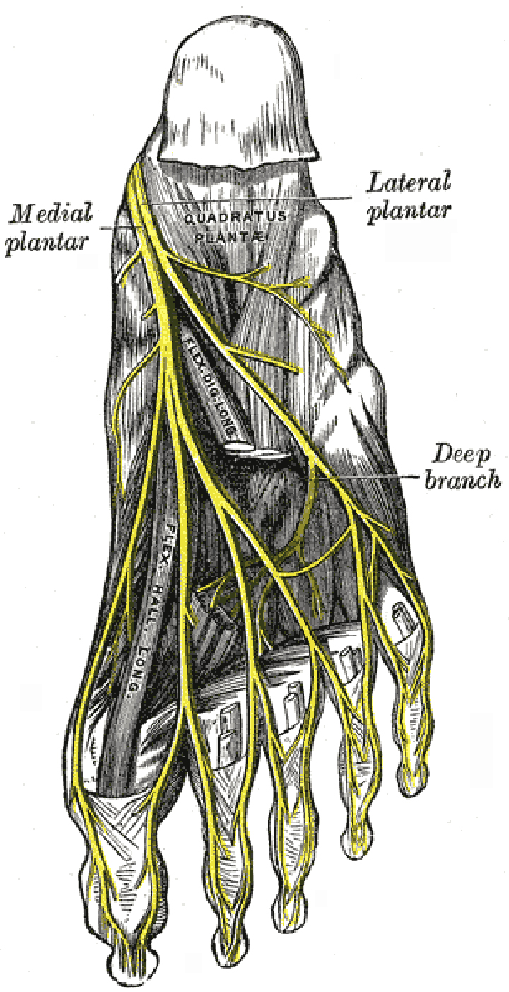 The nerves of the foot