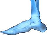 X-Ray-of-foot