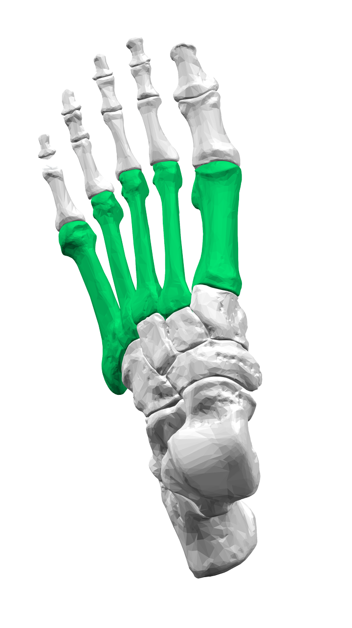 The metatarsal bones in the foot (in green)