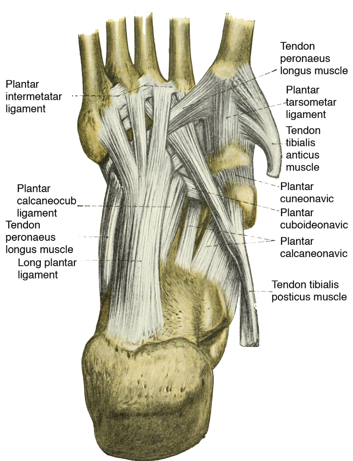 Heel pain may come from Plantar faciitis