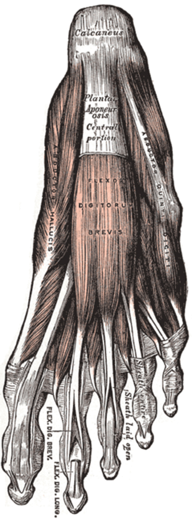 The muscles in the sole of the foot